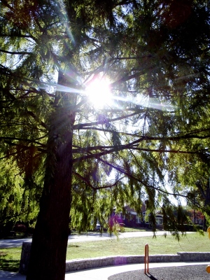 light streaming tree